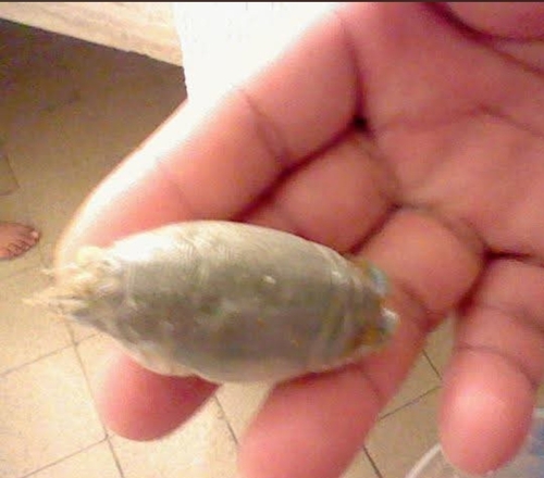 Tropical Mole Crab (Emerita rathbunae)
