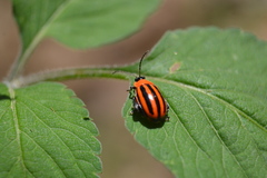 Alagoasa bipunctata tritaenioides