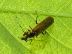 Cantharis decipiens