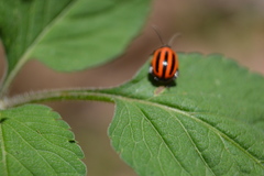 Alagoasa bipunctata tritaenioides