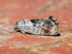 Eupselia carpocapsella