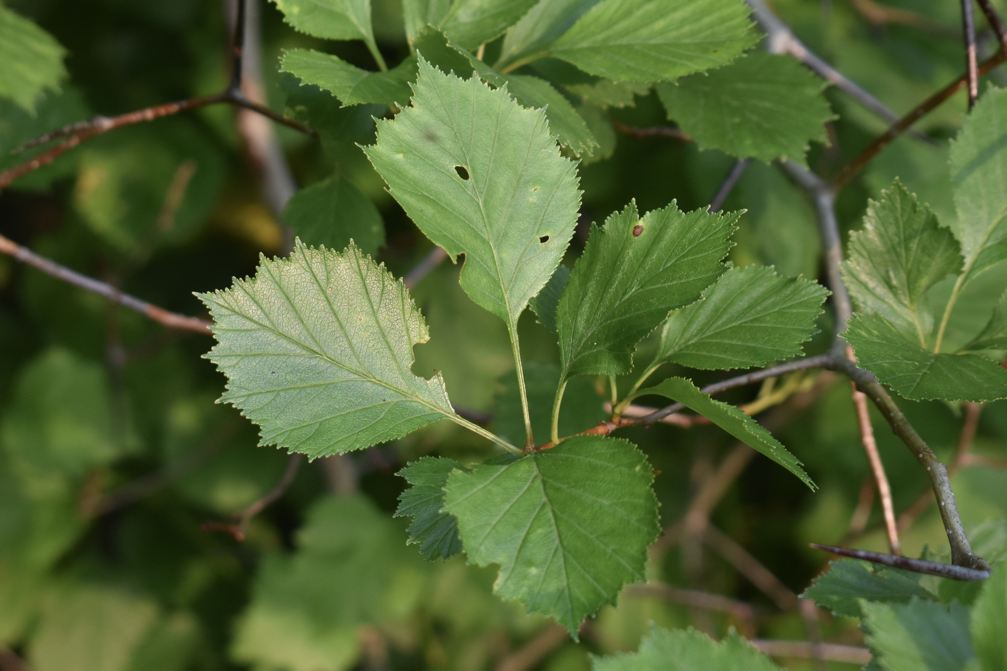 Crataegus oakesiana