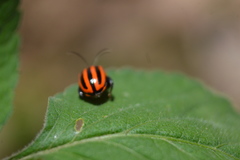 Alagoasa bipunctata tritaenioides