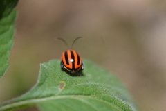 Alagoasa bipunctata tritaenioides