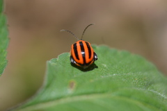 Alagoasa bipunctata tritaenioides