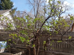 Syringa vulgaris