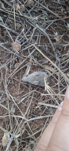Caatinga Laucha