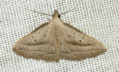 Macrochilo hypocritalis