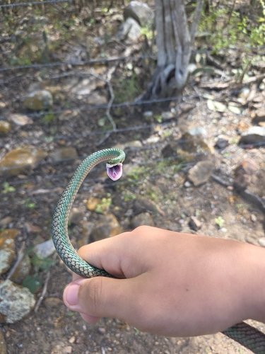 Leptophis dibernardoi