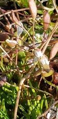 Draba verna