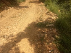 Chamaeleo zeylanicus