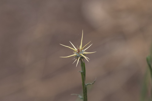 iNaturalist observation photo of Yellow Star-Thistle