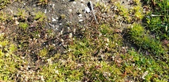 Draba verna