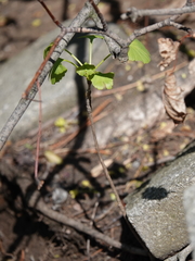 Ginkgo biloba