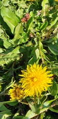 Taraxacum
