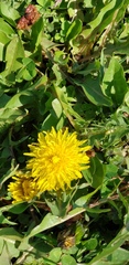 Taraxacum