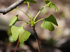 Ginkgo biloba