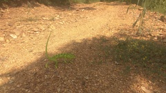 Chamaeleo zeylanicus