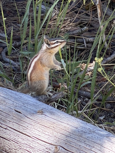 Lodgepole Chipmunk (Neotamias speciosus), a species recorded in Nevada