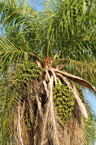 Acrocomia totai Mart.