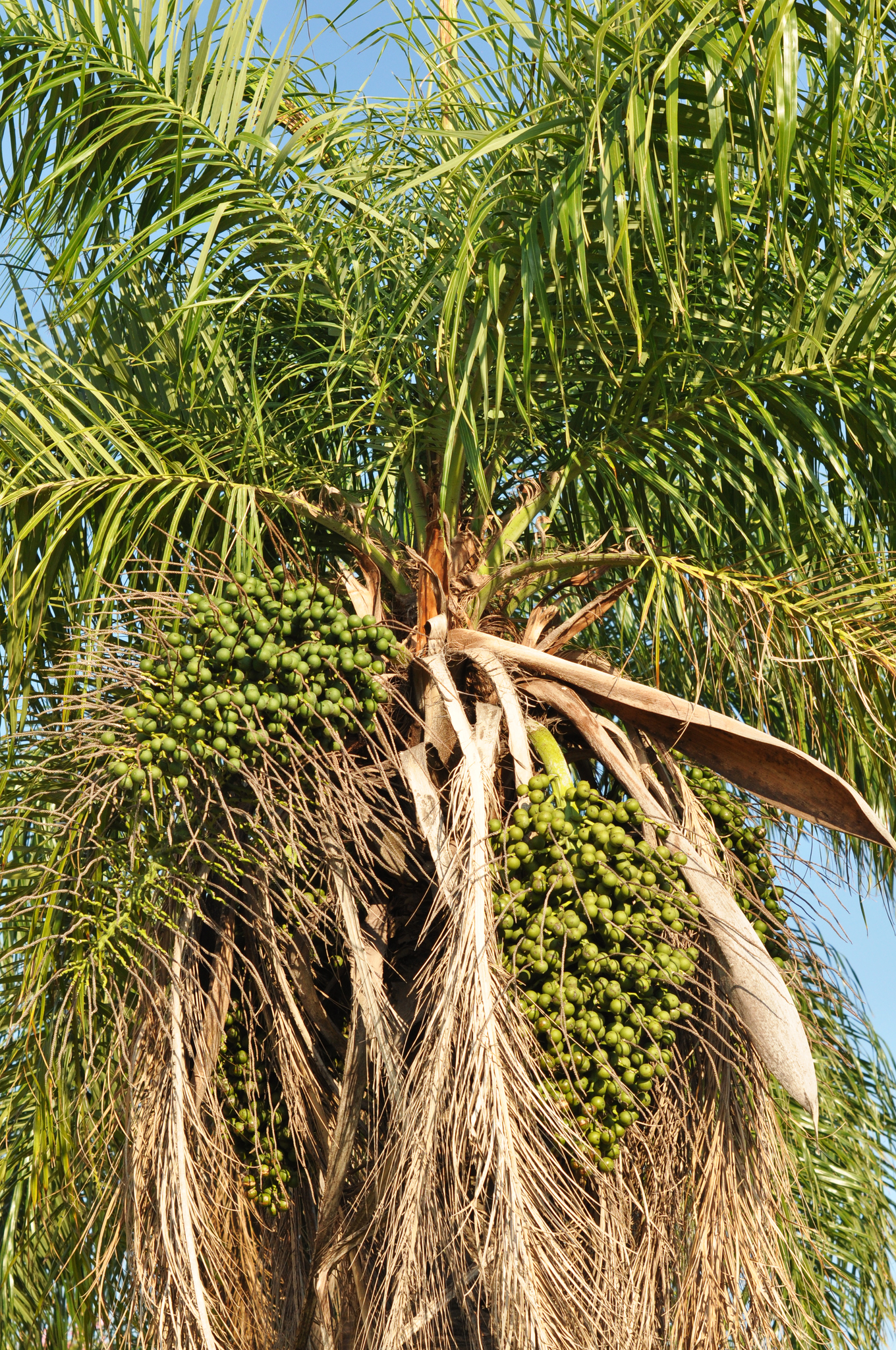 Acrocomia totai