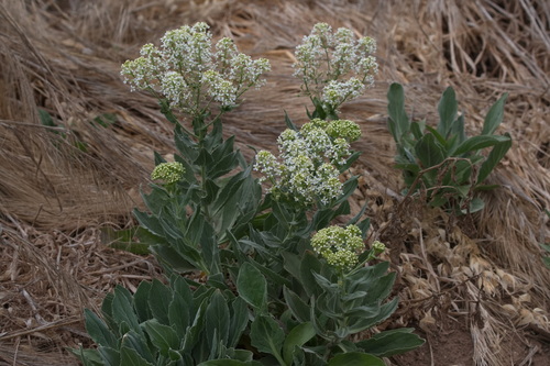 iNaturalist observation photo of Heart-podded Hoary Cress