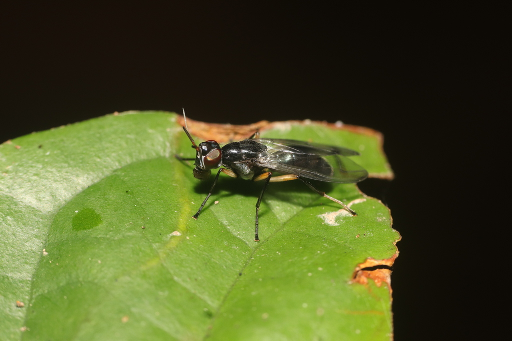 Philocompus