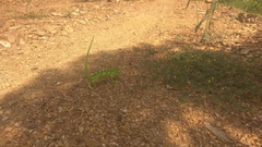 Chamaeleo zeylanicus