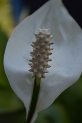 Spathiphyllum