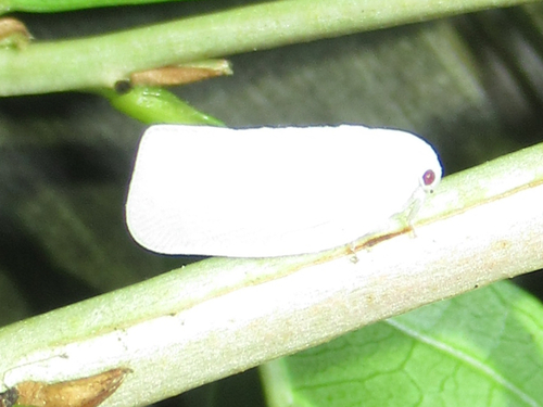 Northern Flatid Planthopper