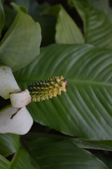Spathiphyllum