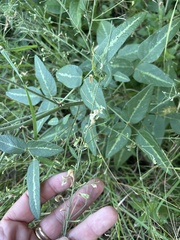 Desmodium tweedyi