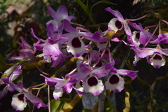 Dendrobium nobile