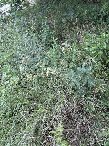 Desmodium tweedyi, photograph 2