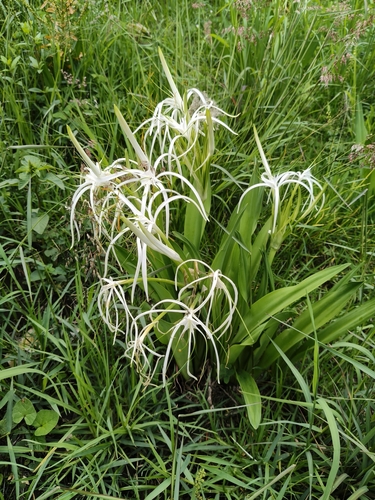 Hymenocallis harrisiana observed 2026-06-13