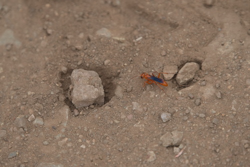 iNaturalist observation photo of Ageniella coronata