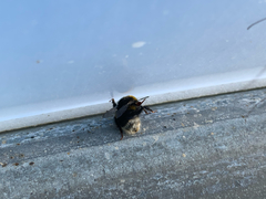 Bombus