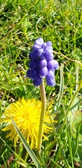 Muscari