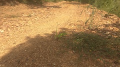 Chamaeleo zeylanicus