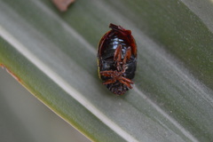 Calligrapha fulvipes