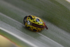 Calligrapha fulvipes