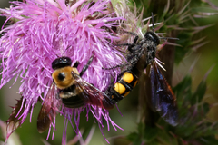 Pygodasis quadrimaculata