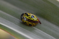 Calligrapha fulvipes