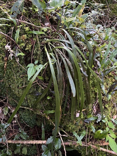 Haplopteris flexuosa observed 2026-07-01