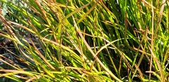 Poaceae