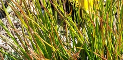 Poaceae