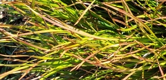 Poaceae