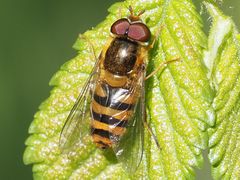 Epistrophe nitidicollis