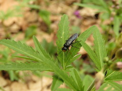 Acantholyda erythrocephala