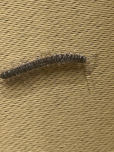 Greenhouse Millipede